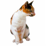 Calico Cat Standing Photo Sculpture<br><div class="desc">This photo sculpture is of a beautiful Calico Cat. You can customise this design and order it in a variety of sizes. This Calico Cat design is also available as shaped,  cut-out magnets,  ornaments,  pins and keychains.</div>