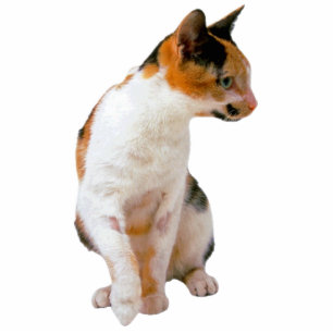 Calico Cat Standing Photo Sculpture