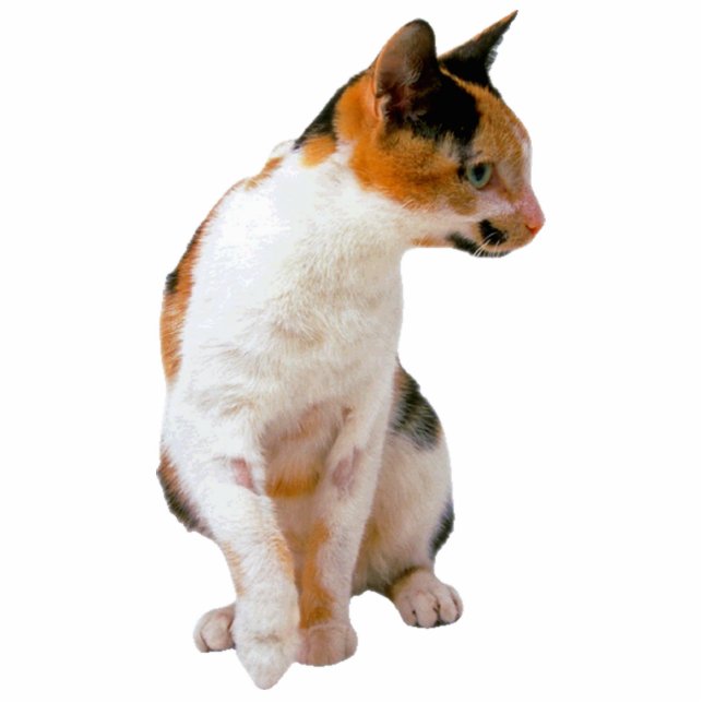 Calico Cat Standing Photo Sculpture (Front)