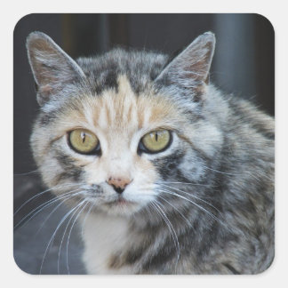 Calico Cat Stickers