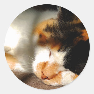 Calico Cat Sunning Classic Round Sticker