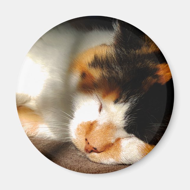 Calico Cat Sunning Magnet (Front)