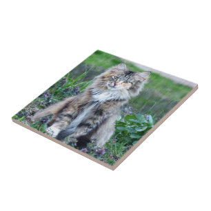 Calico Cat Tile