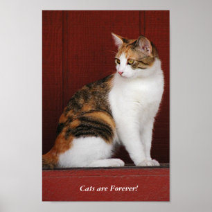 Calico Cats Rule! Poster