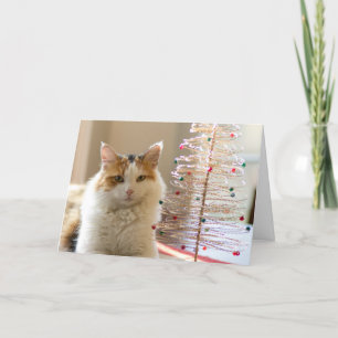 Calico coat lying by her mini Christmas tree Holiday Card