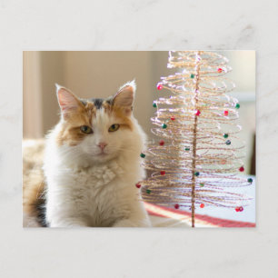 Calico coat lying by her mini Christmas tree Holiday Postcard