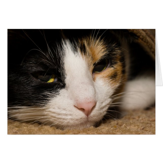 Calico Face (Front Horizontal)