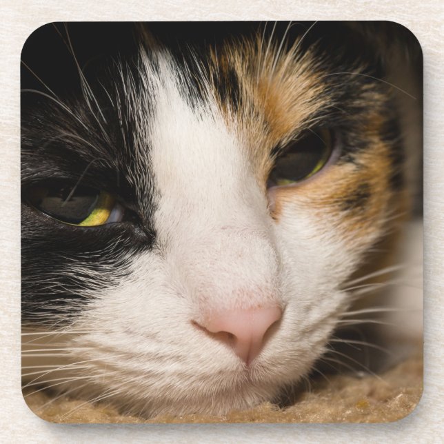 Calico Face Coaster (Front)