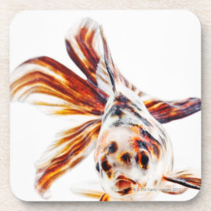 Calico Fantail Comet goldfish (Carassius Coaster