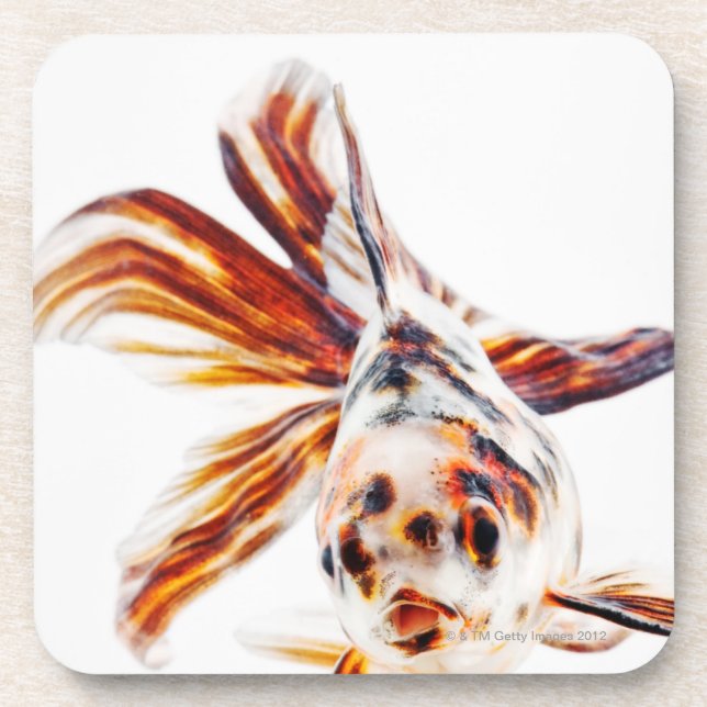 Calico Fantail Comet goldfish (Carassius Coaster (Front)