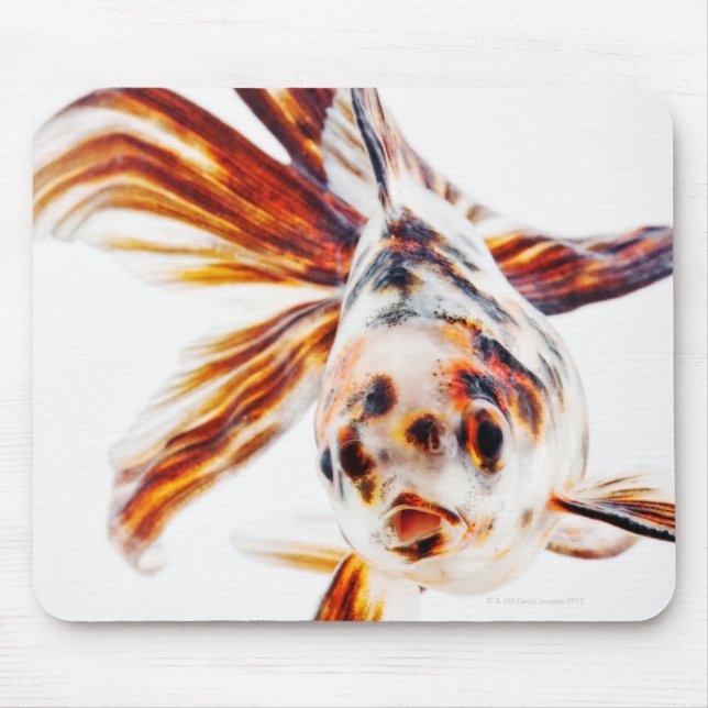 Calico Fantail Comet goldfish (Carassius Mouse Mat (Front)