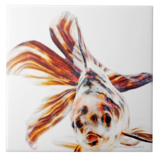 Calico Fantail Comet goldfish (Carassius Tile (Front)