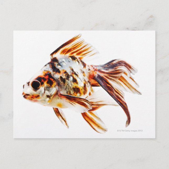 Calico Fantail Comet goldfish Postcard (Front)