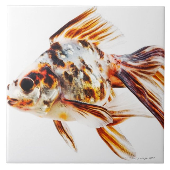 Calico Fantail Comet goldfish Tile (Front)