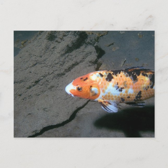 Calico Fish Postcard (Front)