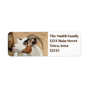 Calico goat