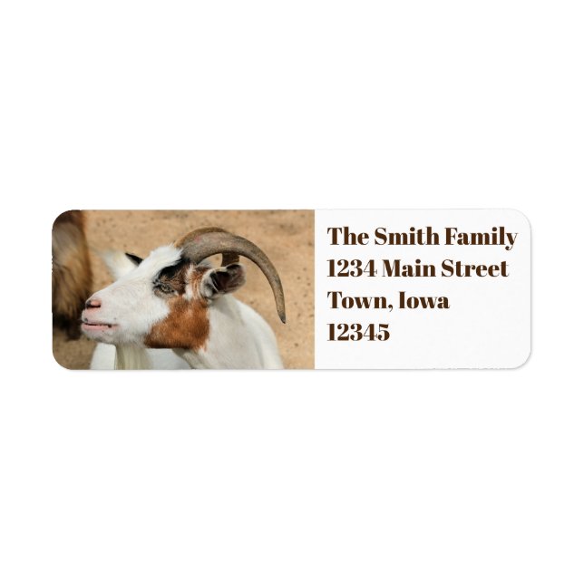 Calico goat (Front)