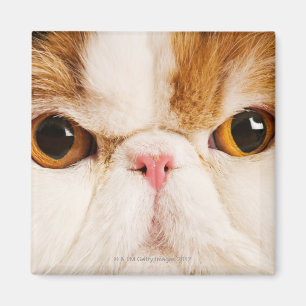 Calico Harlequin Persian Magnet