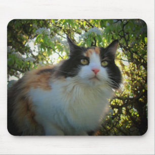 Calico in Blooming Apple Tree Mouse Mat