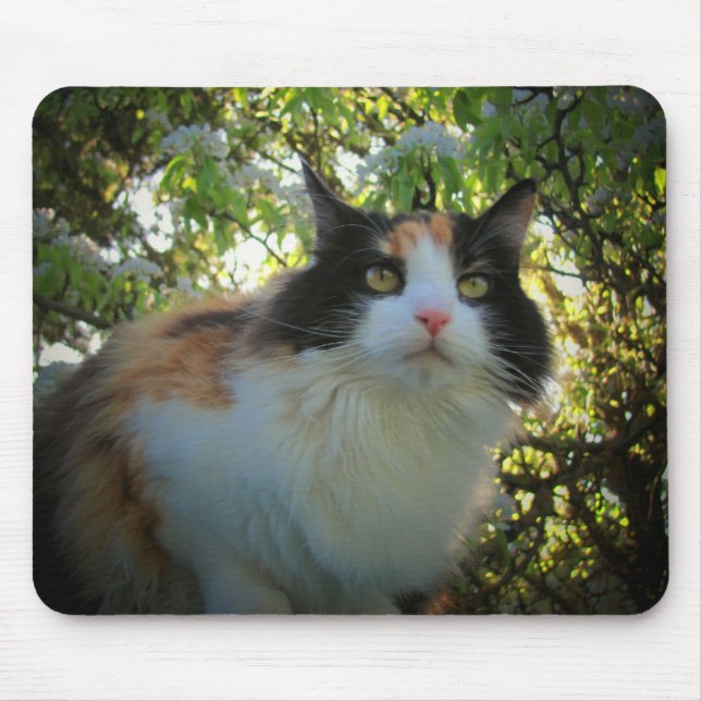 Calico in Blooming Apple Tree Mouse Mat (Front)