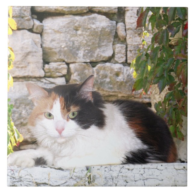 Calico in stone window tile (Front)