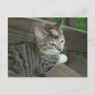 Calico Kitten, 1 Postcard