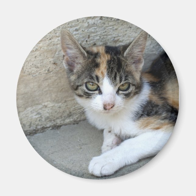 Calico Kitten Magnet (Front)