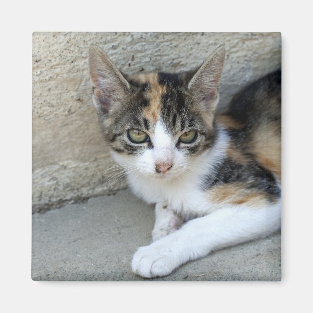 Calico Kitten Magnet (Front)