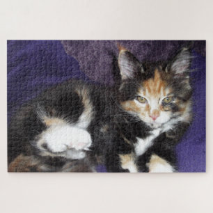 Calico kitten on purple colour photograph jigsaw puzzle