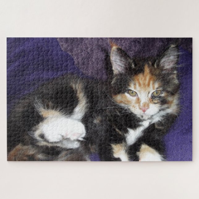 Calico kitten on purple colour photograph jigsaw puzzle (Horizontal)