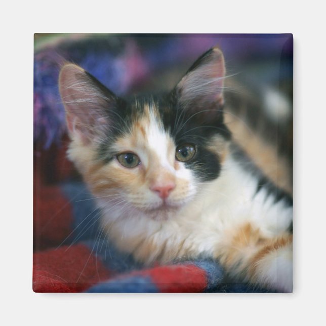 Calico Kitten, Plotting Magnet (Front)