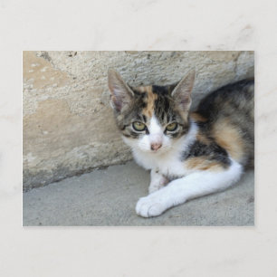 Calico Kitten Postcard