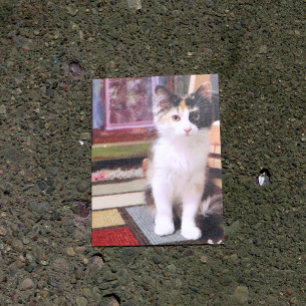 Calico Kitten Postcard