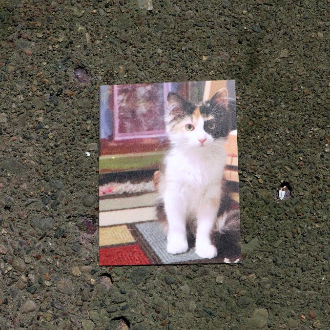 Calico Kitten Postcard (Creator Uploaded)