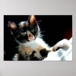 Calico Kitten Poster