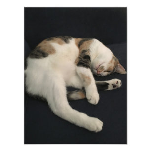 Calico kitty cat photo print