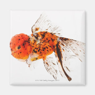 Calico lionhead goldfish (Carassius auratus) Magnet