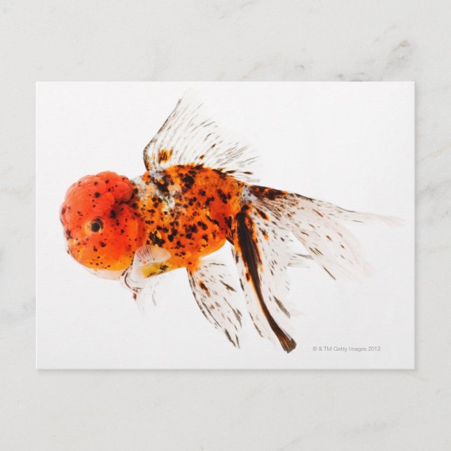 Calico lionhead goldfish (Carassius auratus) Postcard (Front)