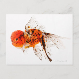 Calico lionhead goldfish (Carassius auratus) Postcard
