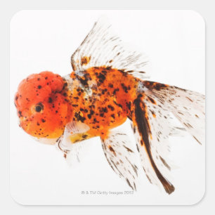 Calico lionhead goldfish (Carassius auratus) Square Sticker