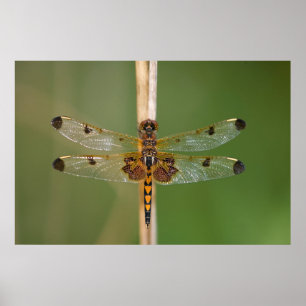 Calico Pennant Poster