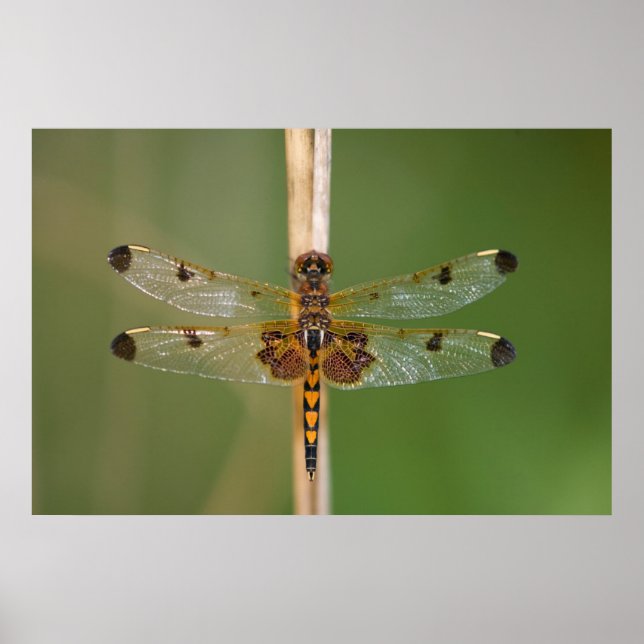 Calico Pennant Poster (Front)