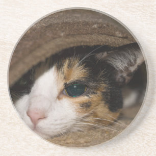 Calico Taco Coaster