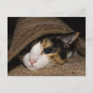 Calico Taco Postcard