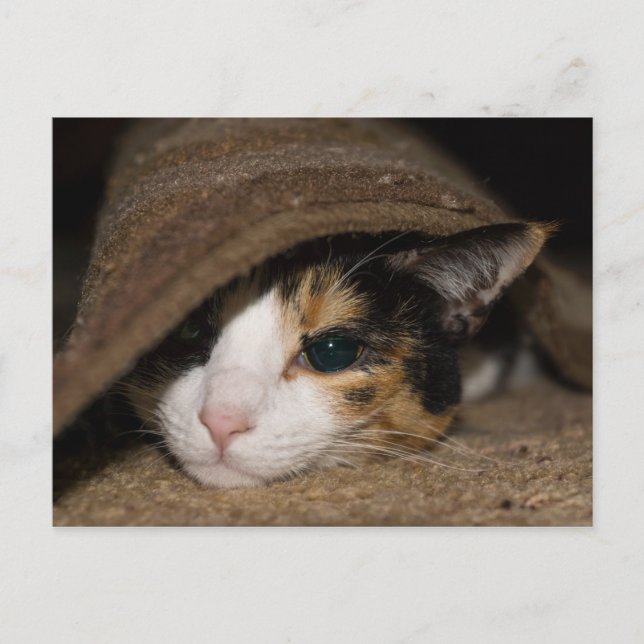 Calico Taco Postcard (Front)