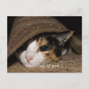 Calico Taco Thinking Of You Postcard