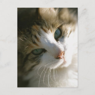 Calico Tiger Cat Postcard