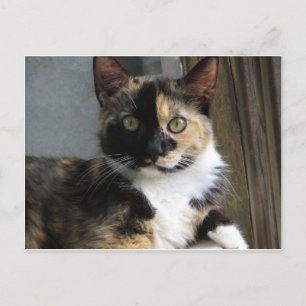 Calico Tortoise Cat Postcard