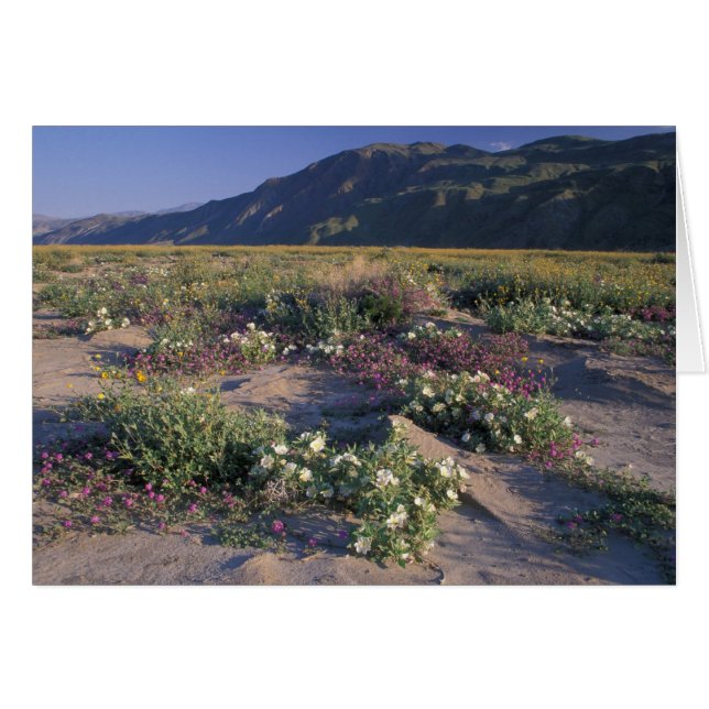 Califorinia, Anza-Borrego Desert SP, Sand (Front Horizontal)