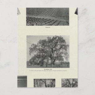 California 4 postcard